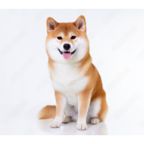 るう