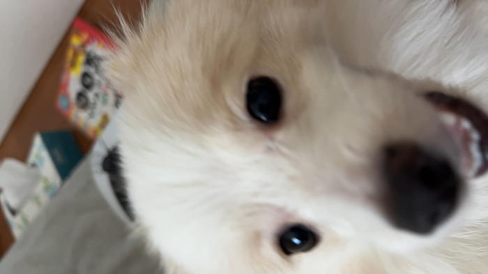 こたま