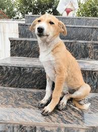 Hari