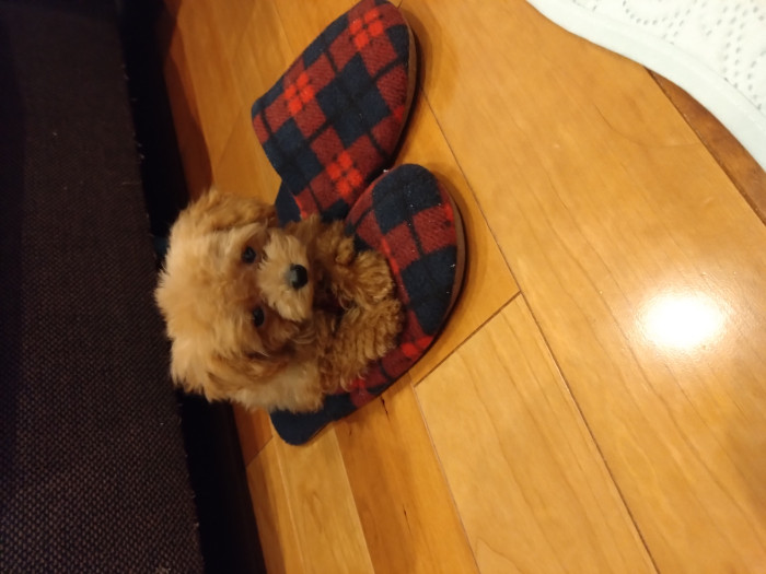 ズー