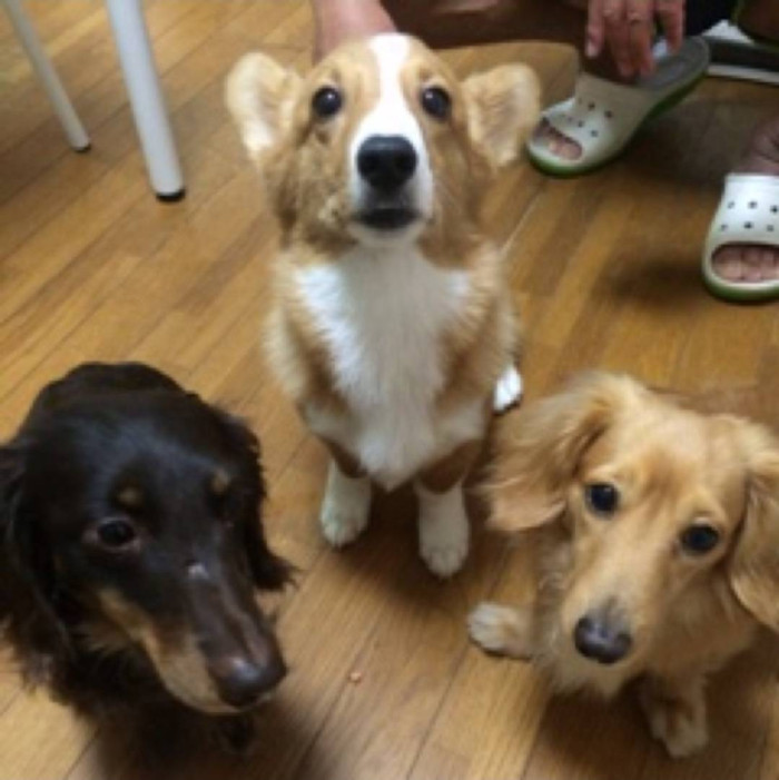 おりんく