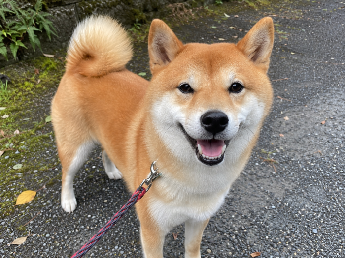 こはく