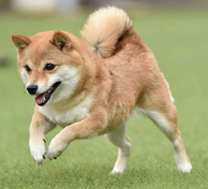 あかふじ