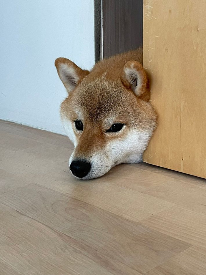 ケース