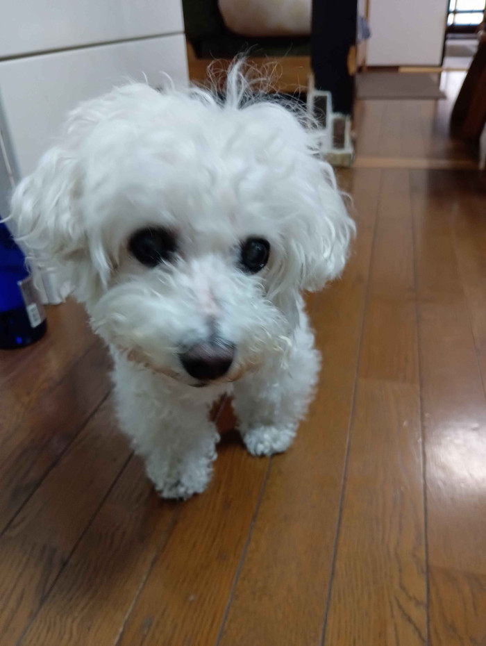 ryo
