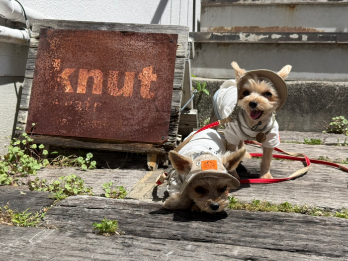knut