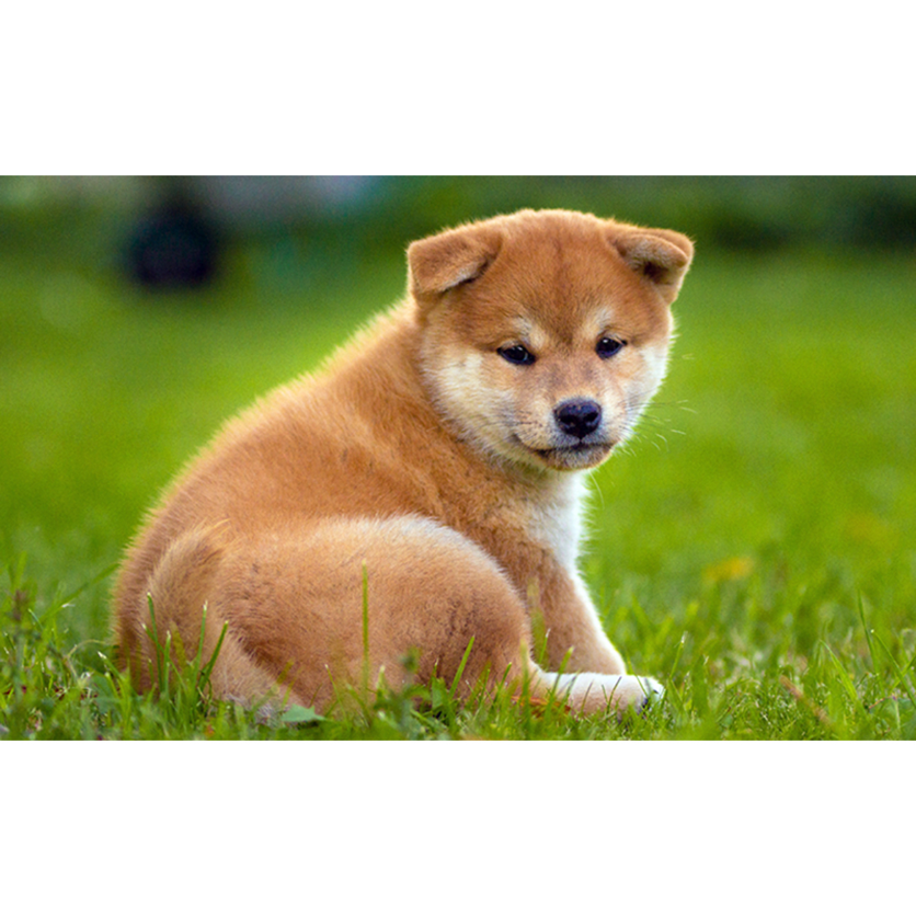 うた