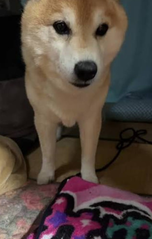 さくら
