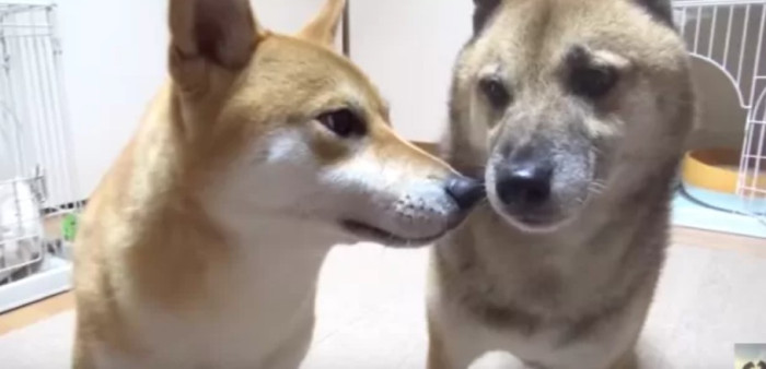 さくら