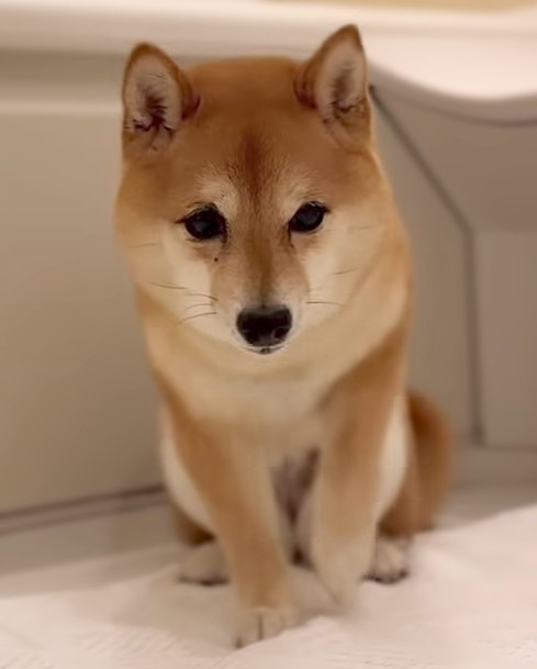 杏