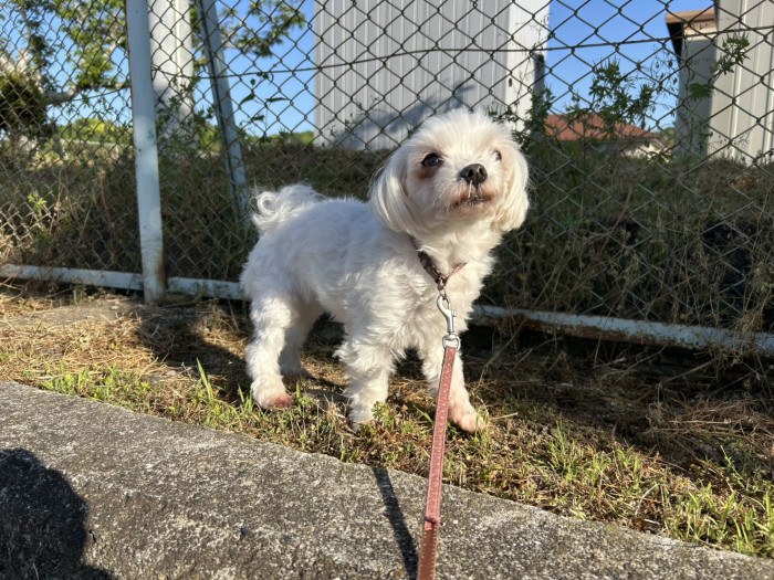 きなこ