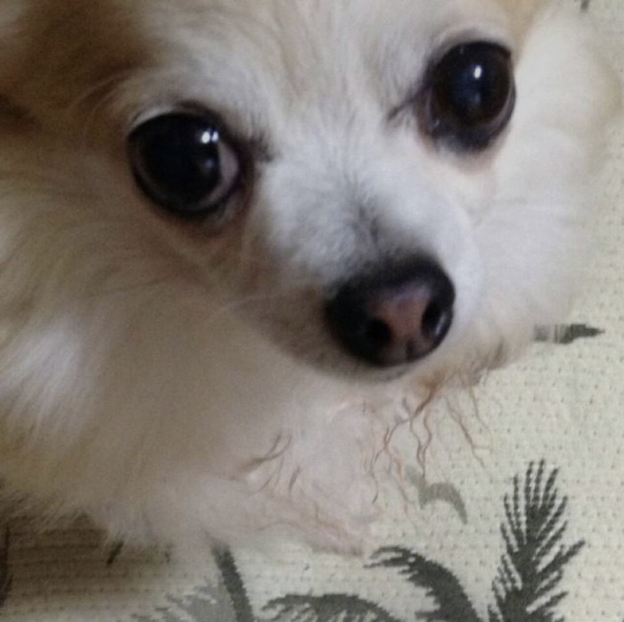 saki