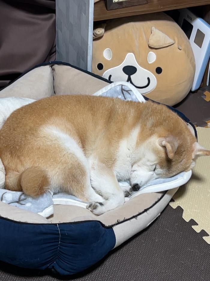 まひ