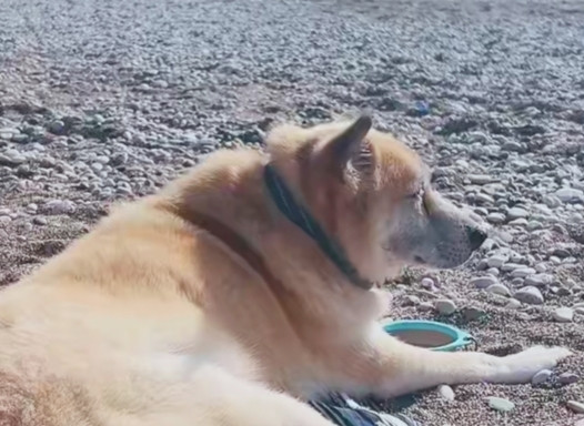 柴犬ころ