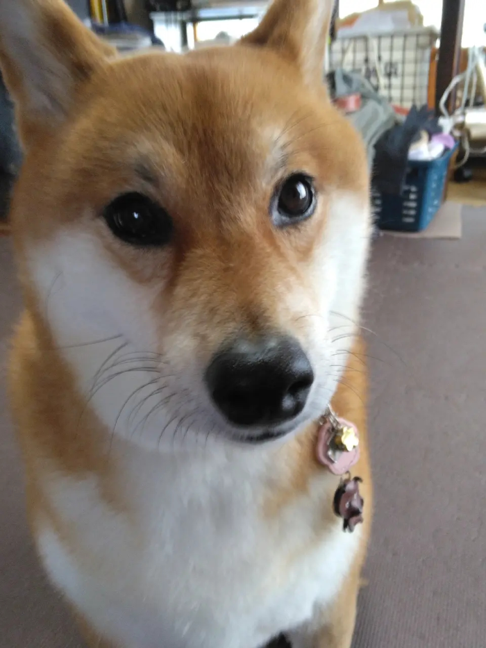 もかちゃん