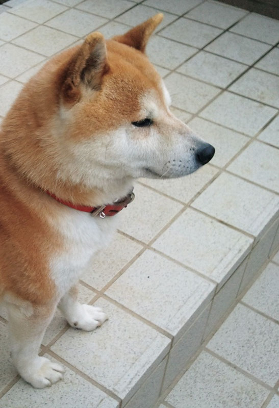 パルマ