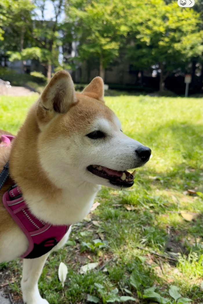 ぽい