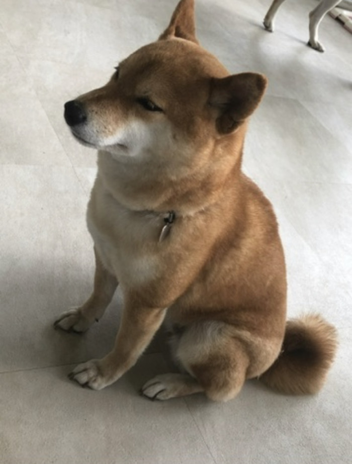 ぬこぱ