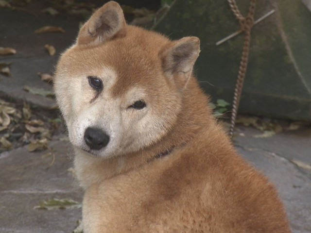 もか