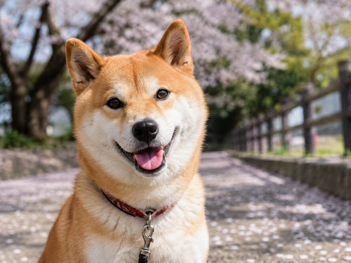 まえだ