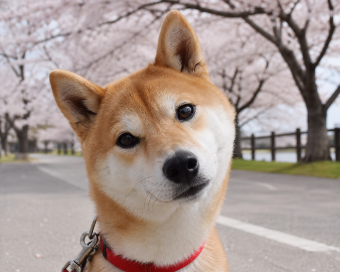 ぎゃ
