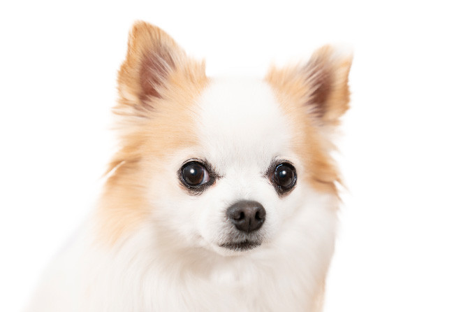 Y