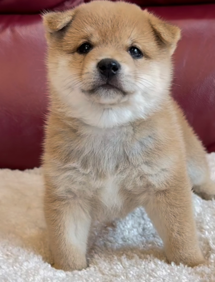 タマ