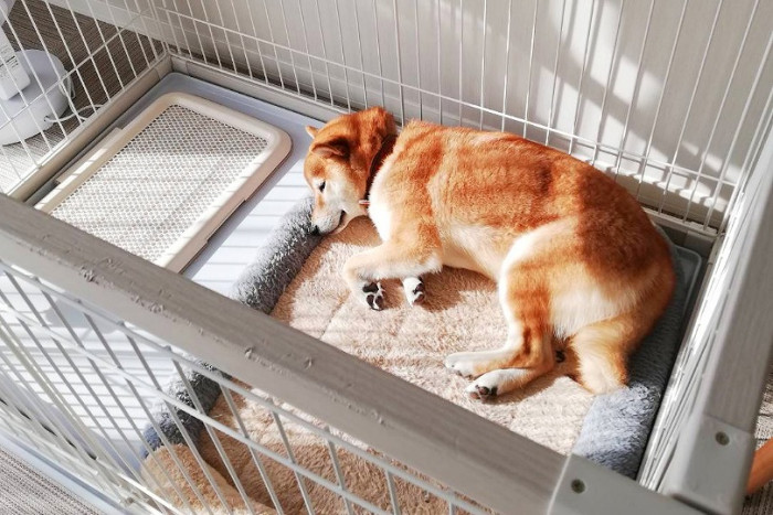 おに