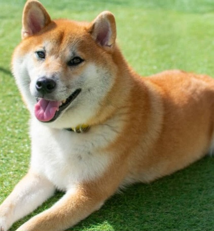 Yutuyu