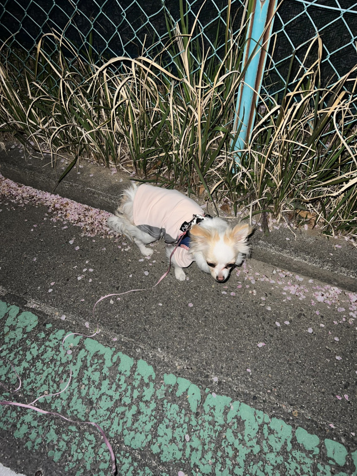ゆう