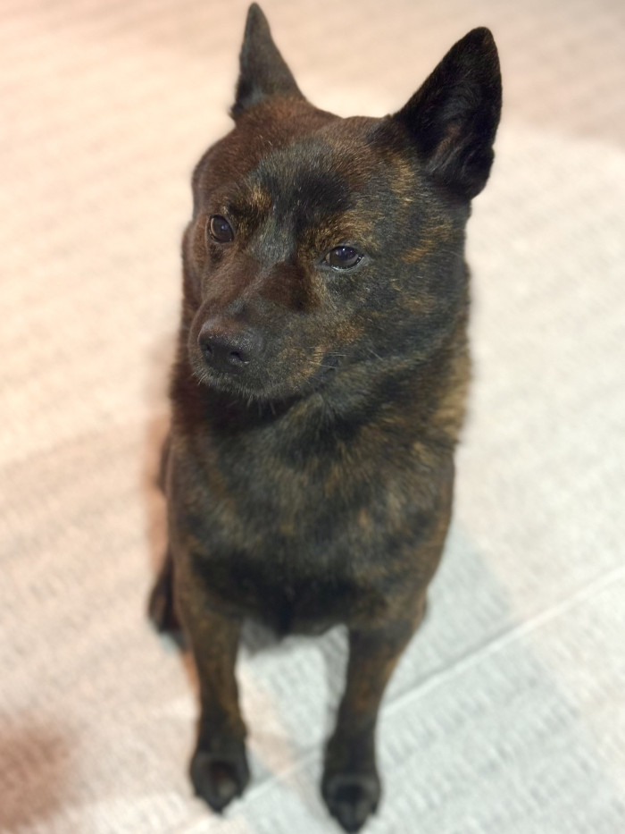 くろいぬ