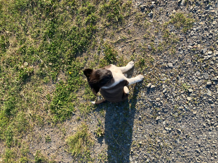 まなあ