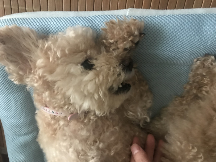 たなかまら