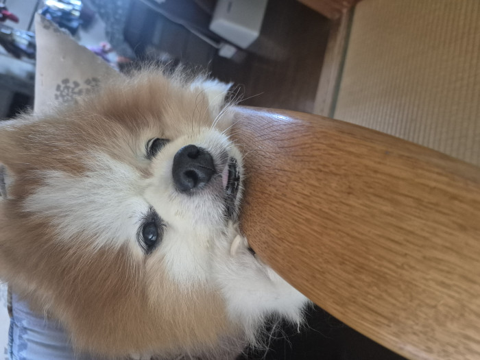 うめこ