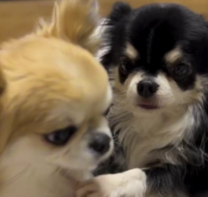 犬可愛い
