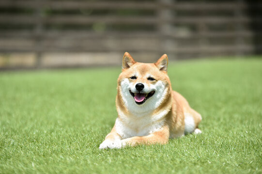 てんさま