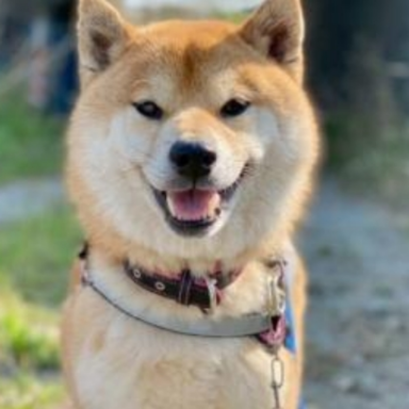 ごまちゃん