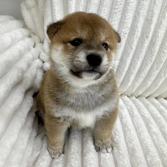 ゆーう