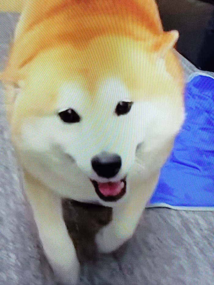 イイネイヌ
