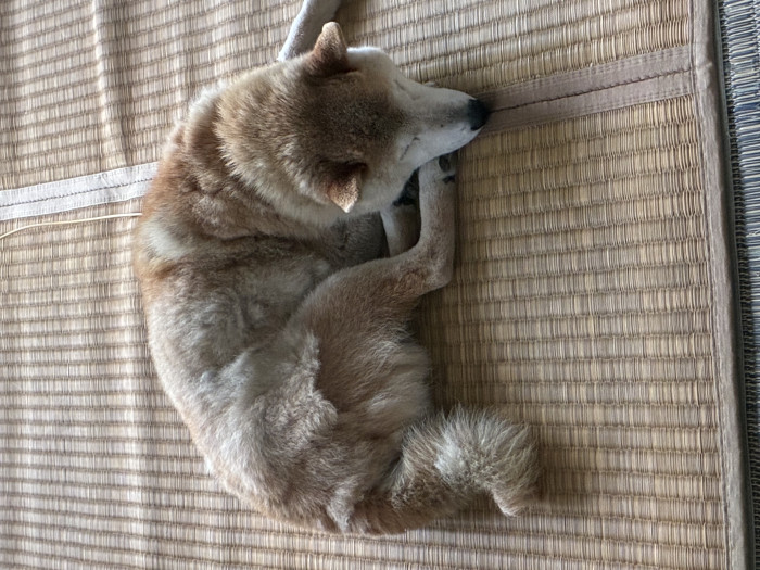 たろすけ