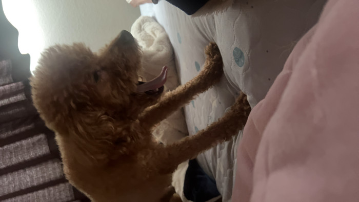 chiot