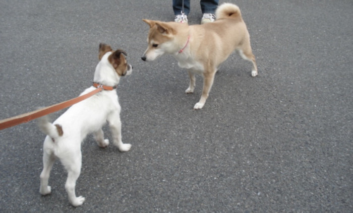 やす