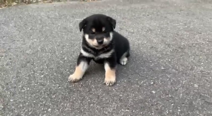 ぽいかつお