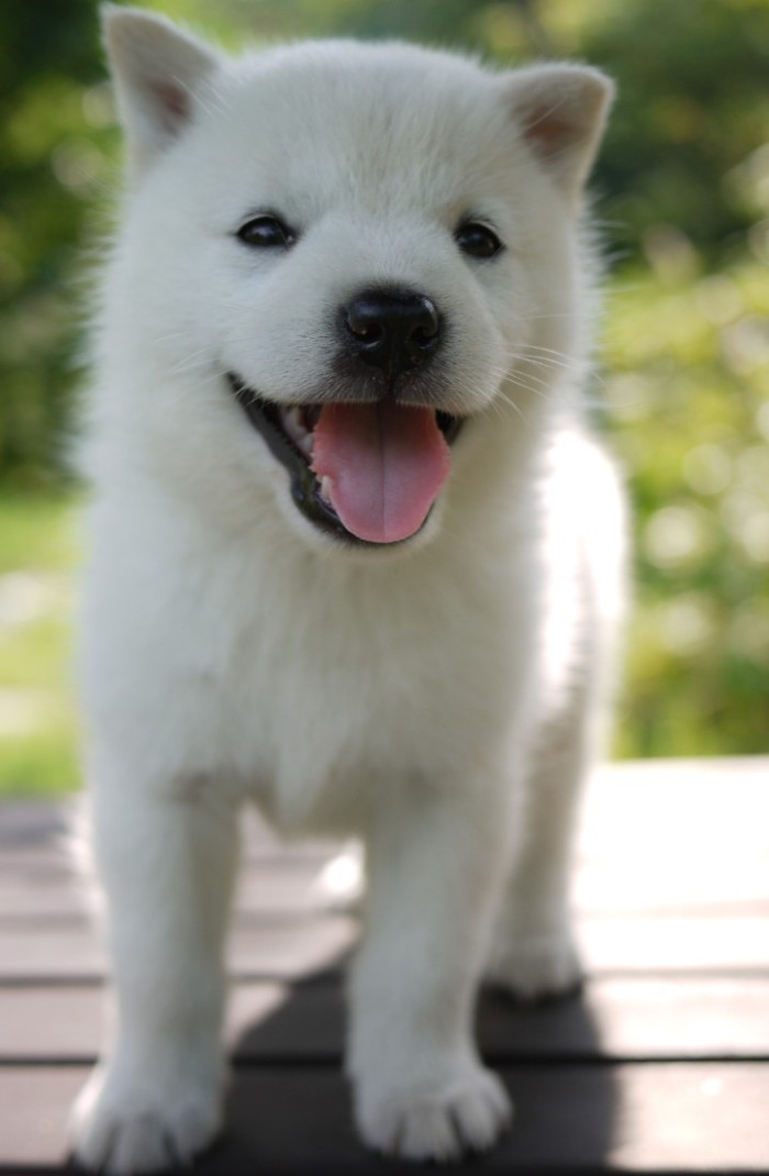 ポムタ