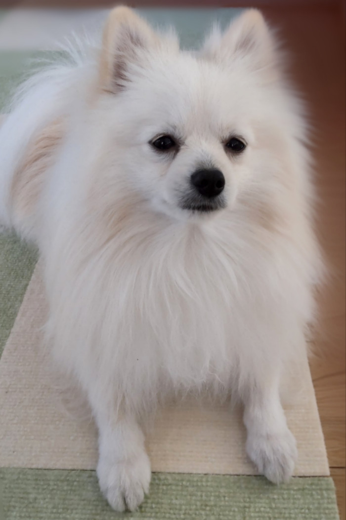 mochi