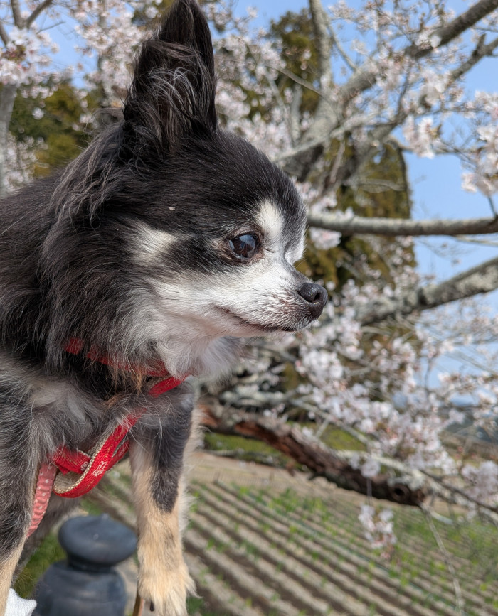 koji-koji