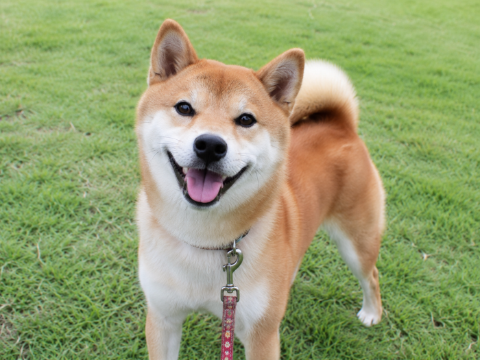 鄃