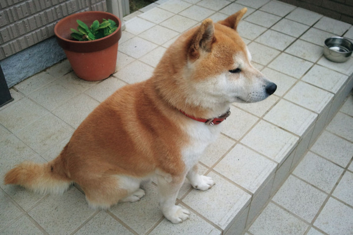 よしー