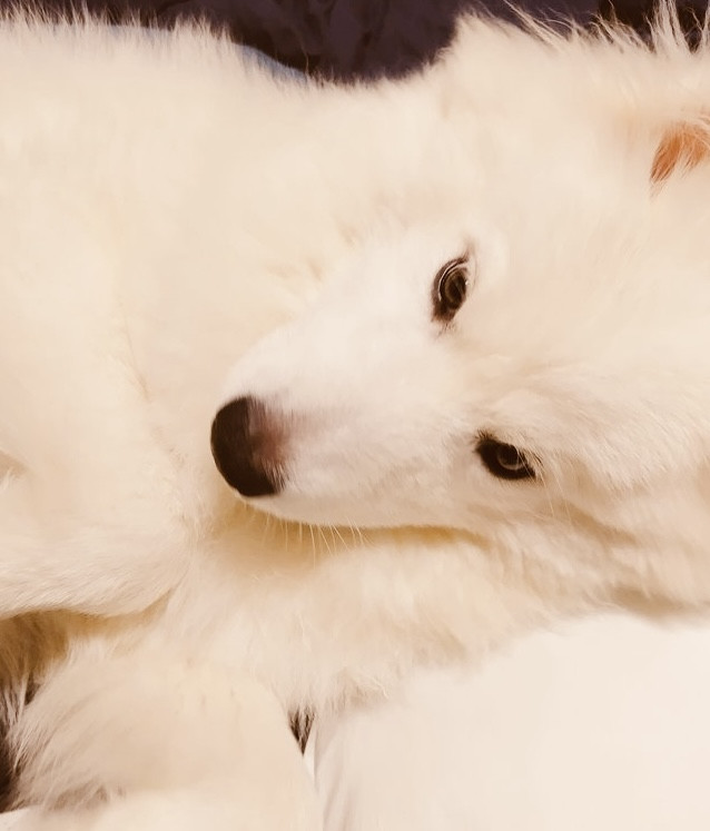 ロロ