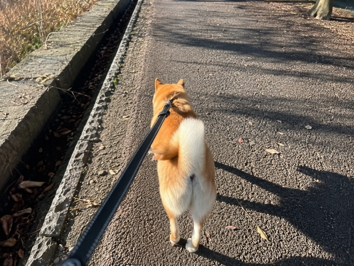 ぽけ
